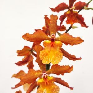 Orquidea Cambria mix
