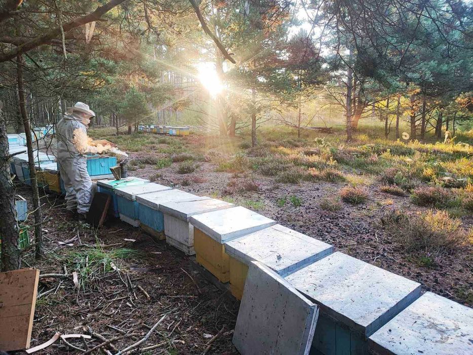 Propolis, polski kit pszczeli 50 gram na odporność - FELIKS KONKOL