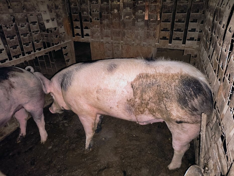 Продам годовалого хряка