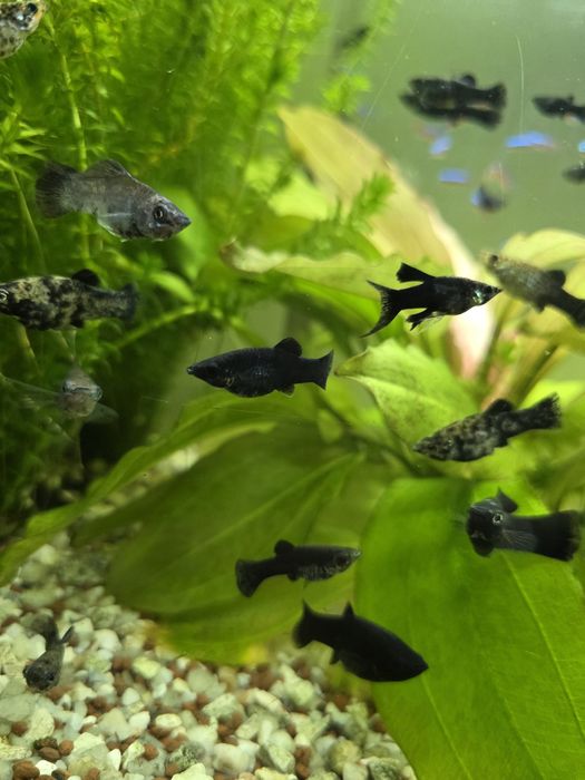Molinezja Czarna Sprzedam/ Zamienię na inne rybki