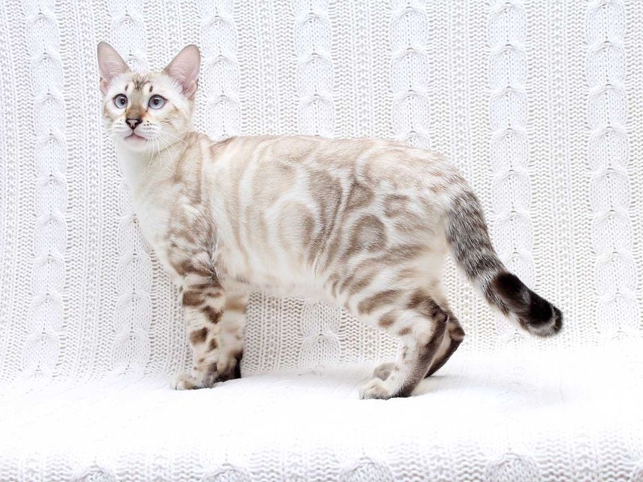 кошечка бенгальской породы n 24 33 Seal Lynx spotted tabby