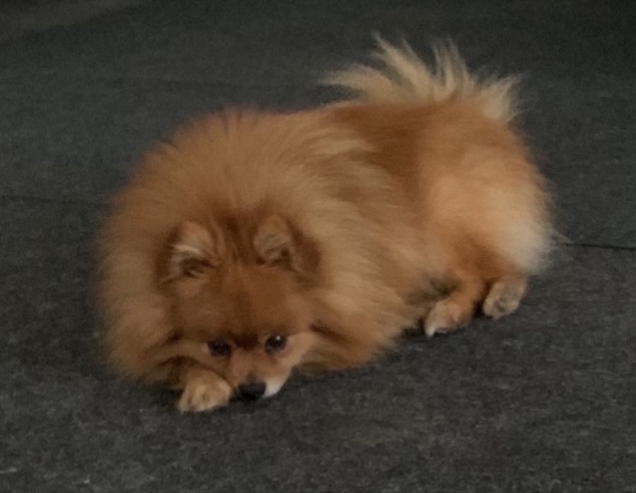 Szpic miniaturowy szczenię