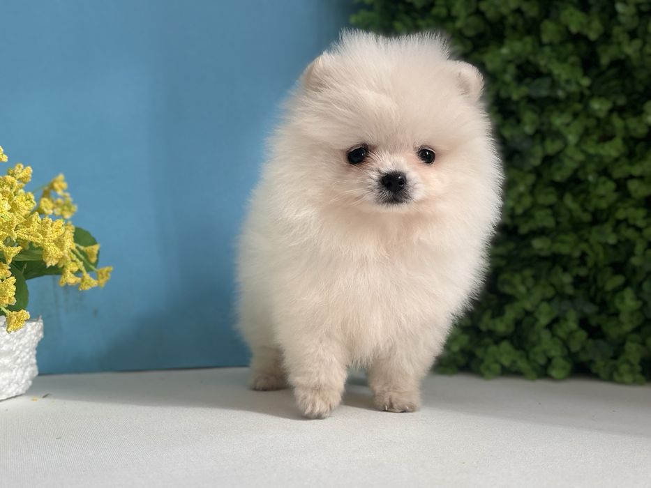 шикарний хлопчик шоу класу