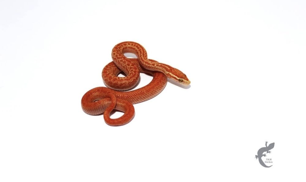 Wąż mahoniowy Boaedon capensis