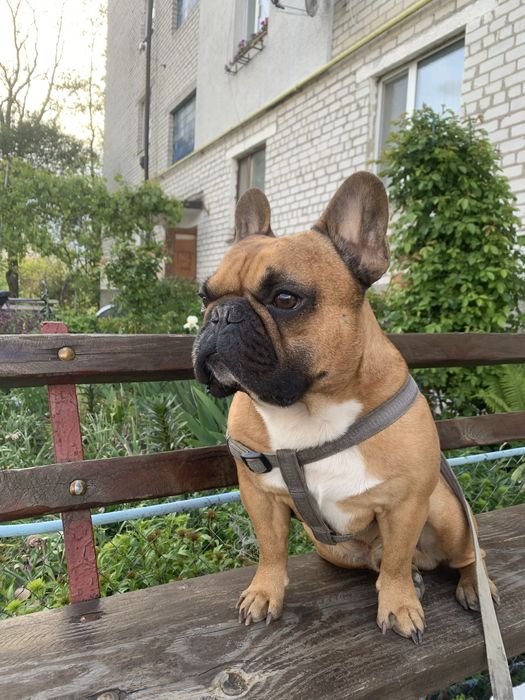 Вʼязка, кабель яша.