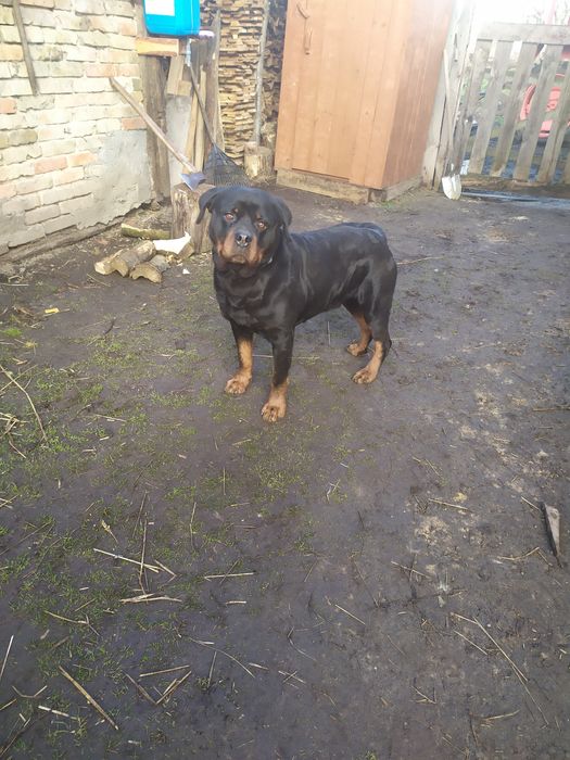 Ротвейлер  в'язка вік 5 років