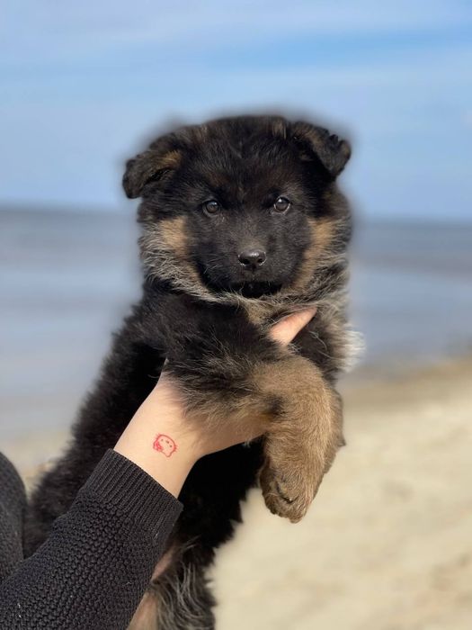 Дівчата  Німецької Вівчарки