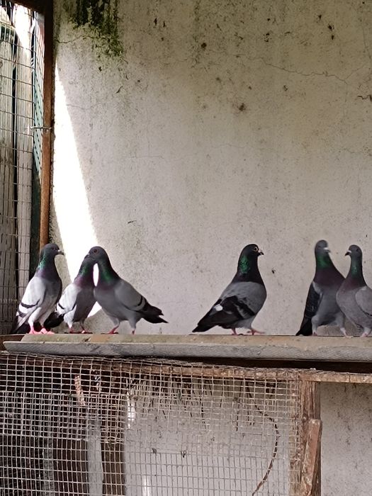 Pombos e Rolas Turcas