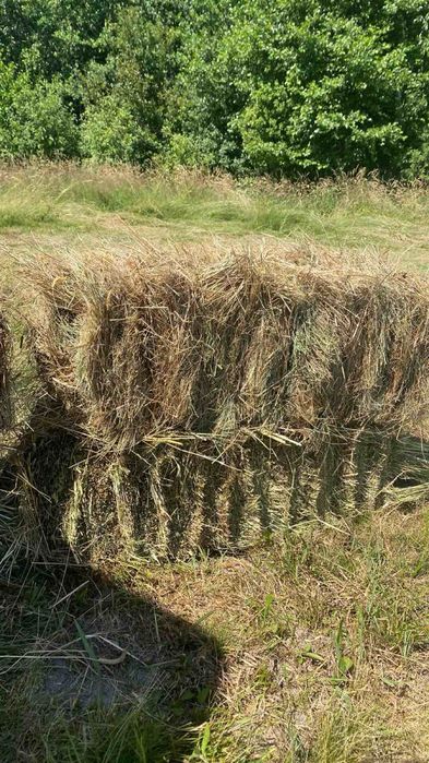 Продам свіже лугове сіно врожаю 2026. Сіно лугове