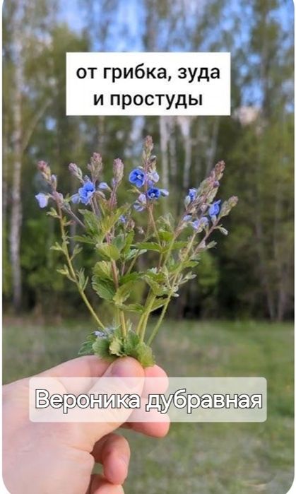 Ароматні та душисті травы, лікувальні сбори