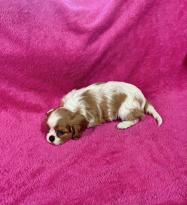 Cavalier king charles  LOP e Afixo