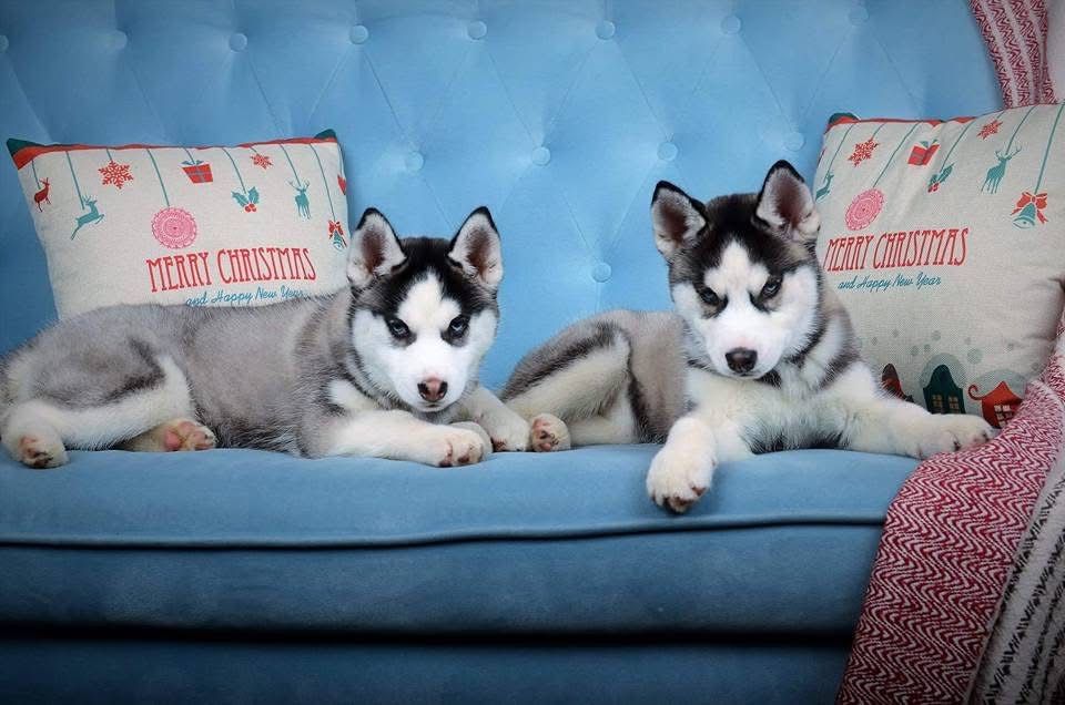 Хаскі. КСУ документи