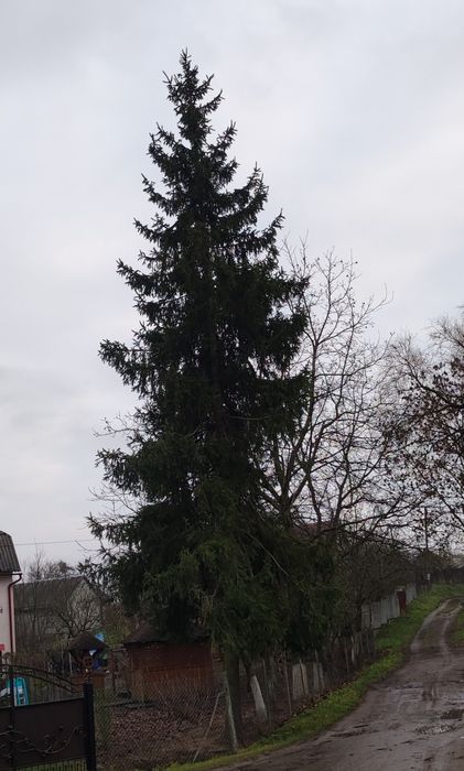 Ялинка жива щонайменше 15 метрів