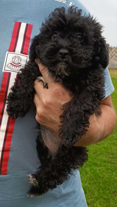 Maltipoo, cavapoo - cudowna suczka bolonoodle, mądra i wesoła