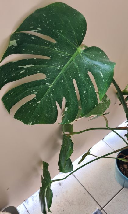 Monstera Thai roślina