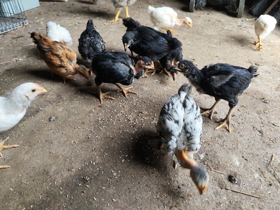 Frangos galinhas caseiras