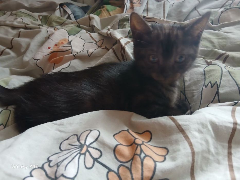 Кошенята  в  пошуку родини.