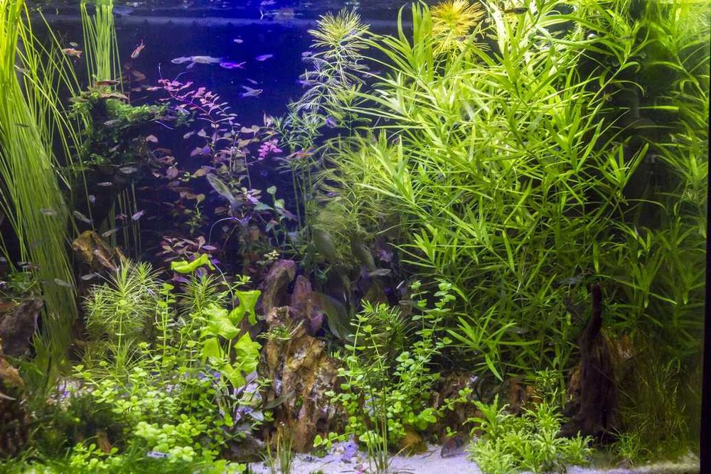 Zestaw łatwych roślin akwariowych do 150-200l XXL full wypas