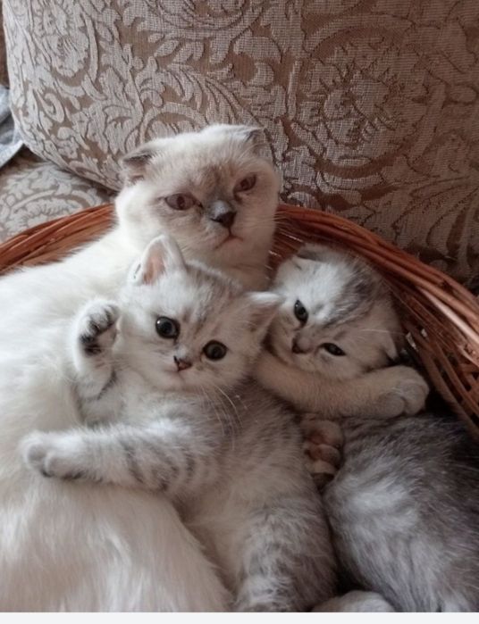 Вязка , британская шиншила. Поселок  Котовского