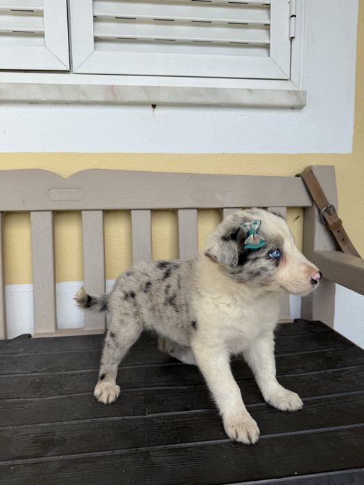 Border Collie Femea Merle linda com olhos azuis