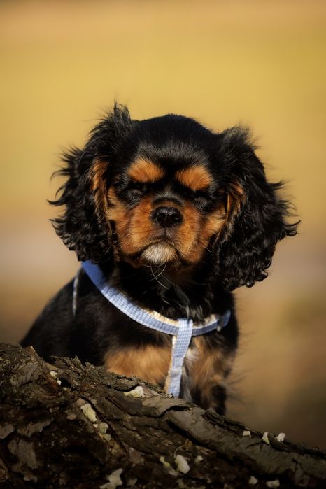 Cavalier King Charles Spaniel * Chłopczyk Tokyo - gotowy do odbioru