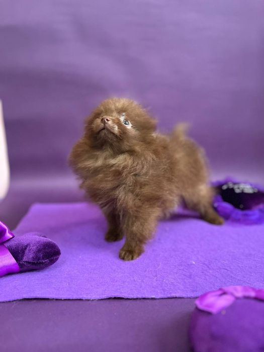 Девочка шпиц , мини шпиц