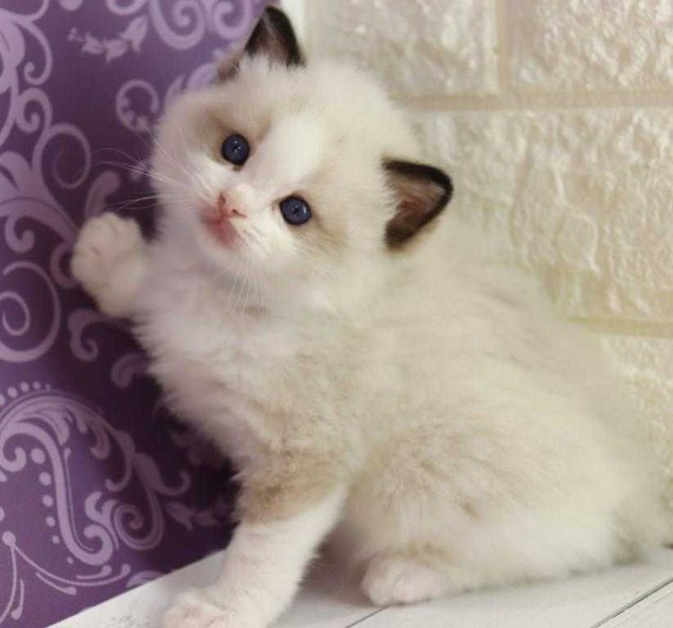 Самий ласкавий котик ексклюзивної породи-регдолл