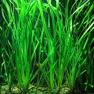 Rośliny akwariowe z przycinki zbiorników