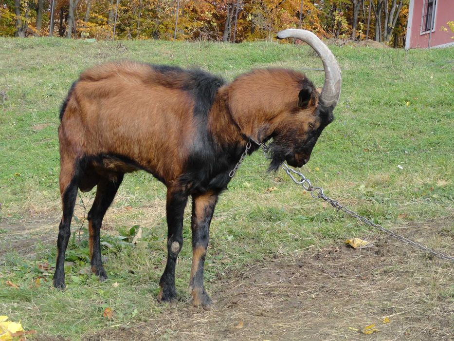 Козел цап 100% альпієць