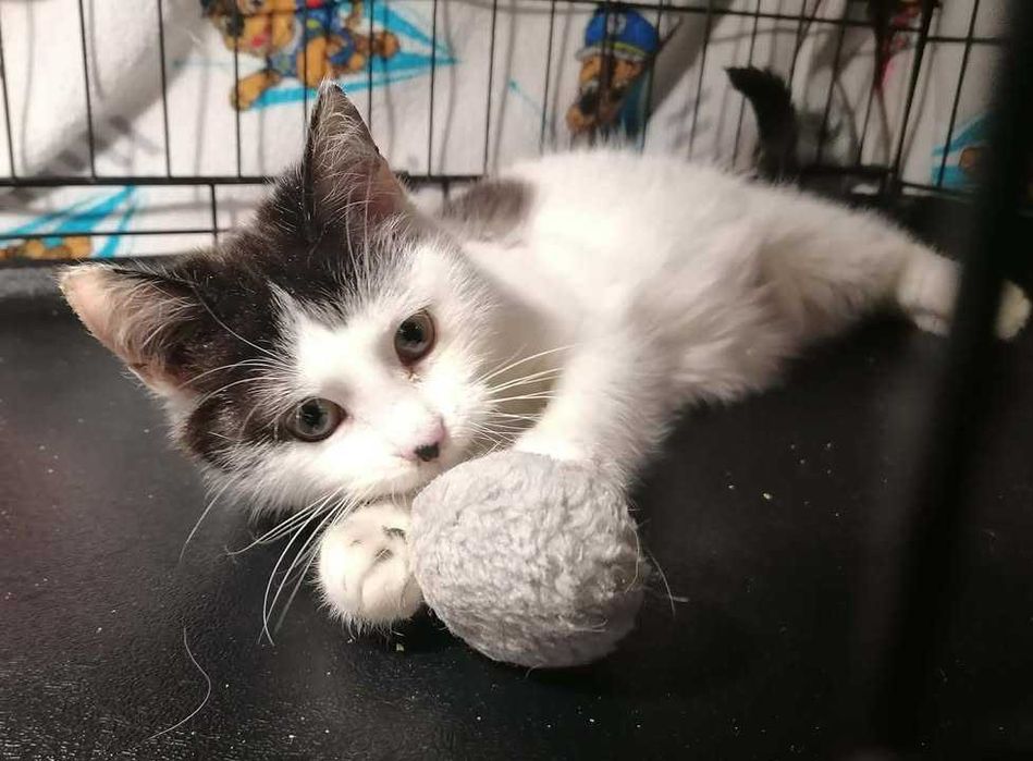 Pokochaj małego słodziaka!