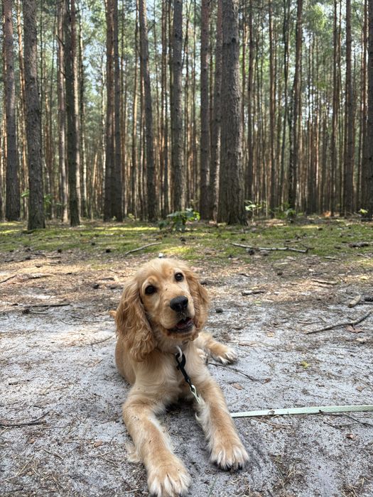 Cocker spaniel - Młoda, mądra i odchowana suczka z 12.04