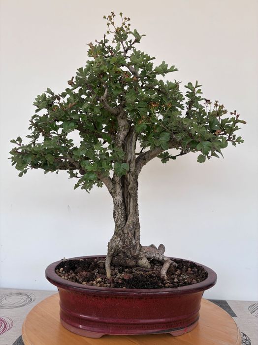 Bonsai Crataegus