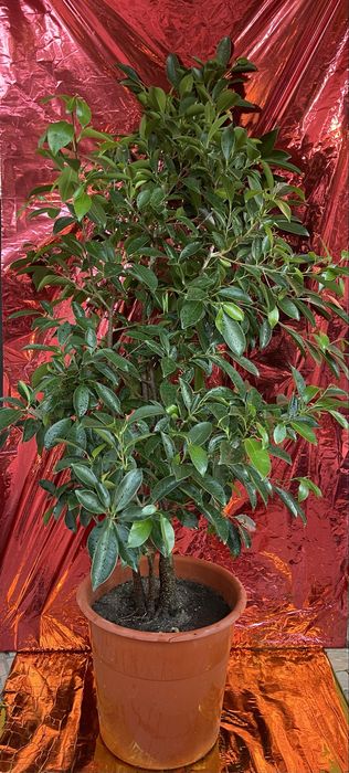 Plantas exterior - diversas