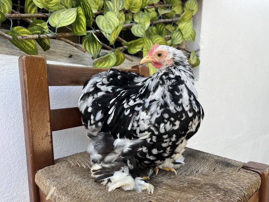 Casais de Pekin black mottled