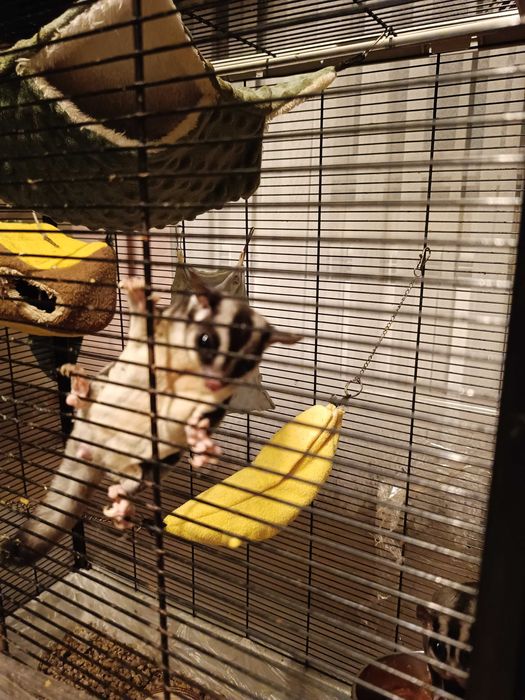 Lotopałanki karłowate