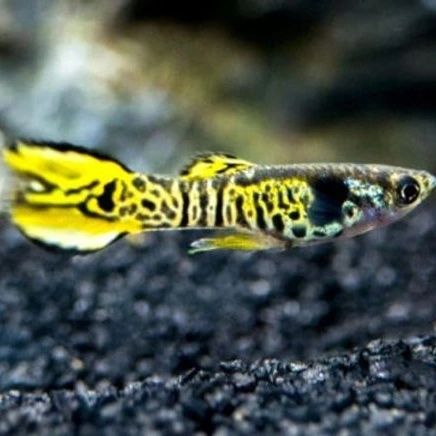 Endler Yellow Tiger fantail