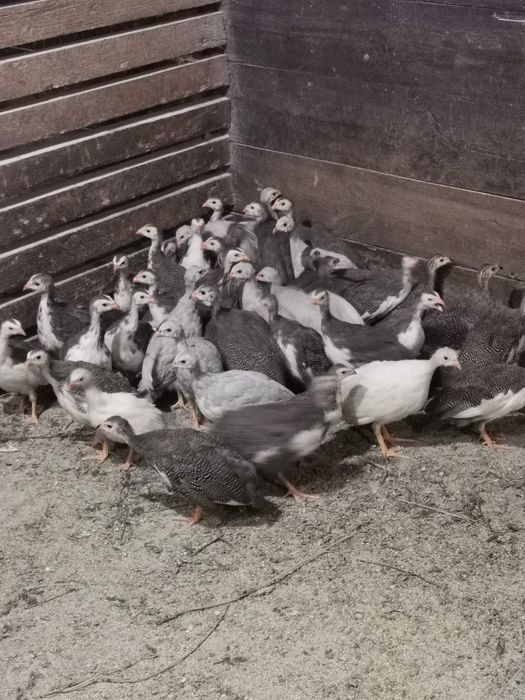 На продаж є цесарята.
