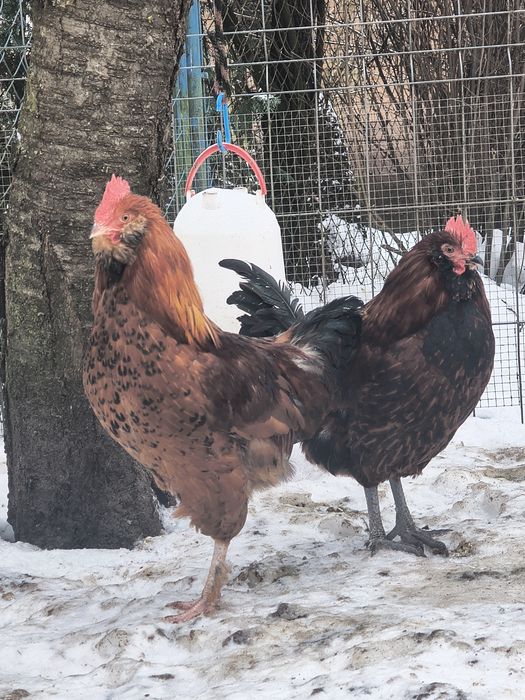 Sprzedam młode koguty