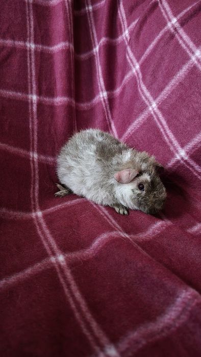 Świnka morska US Teddy