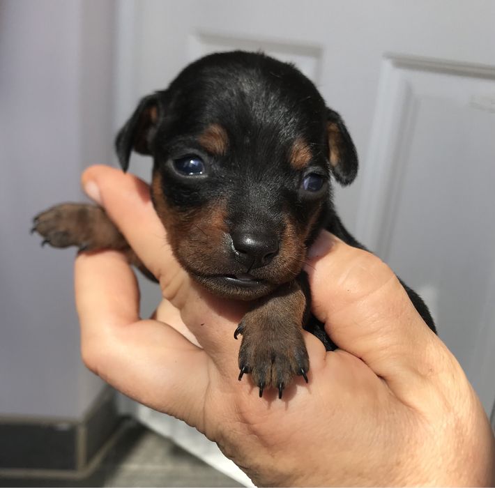 Ваш лучший друг)