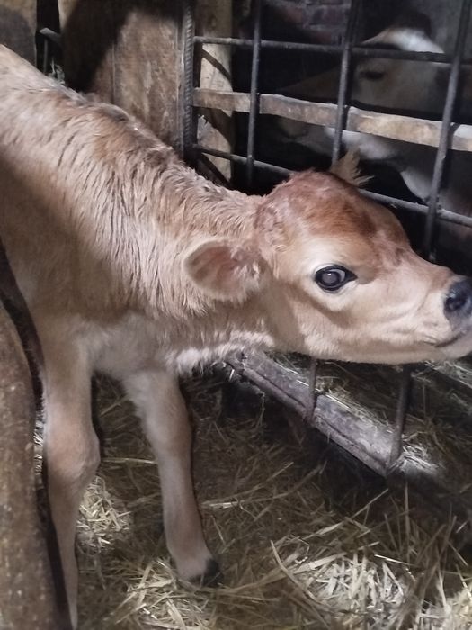 Джерсейський бичок.