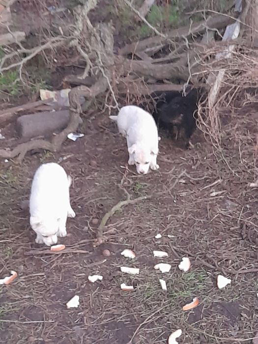 Щенята в добрі руки