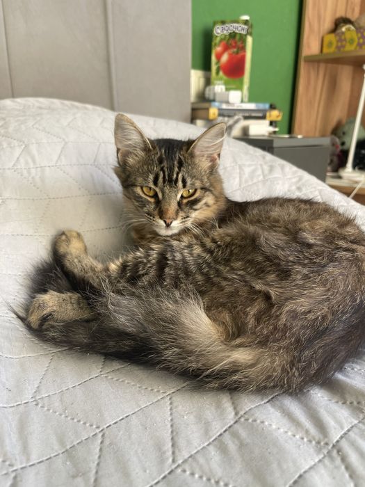 Мікро  мейн-куни :) - близнюки  зі сходу))