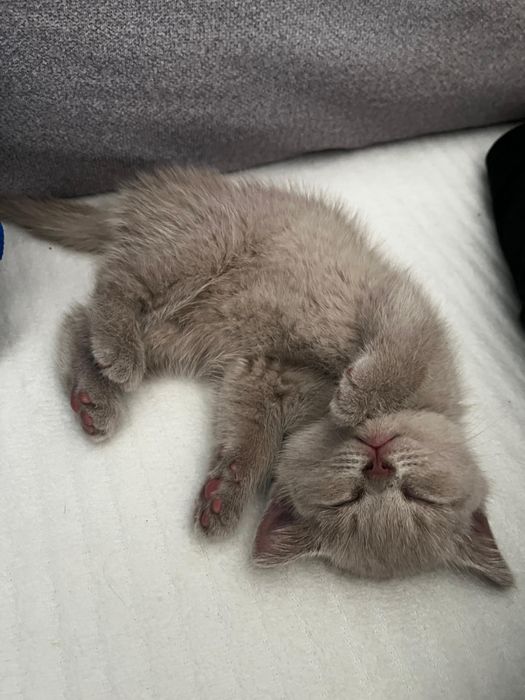 Kot brytyjski liliowy okazja