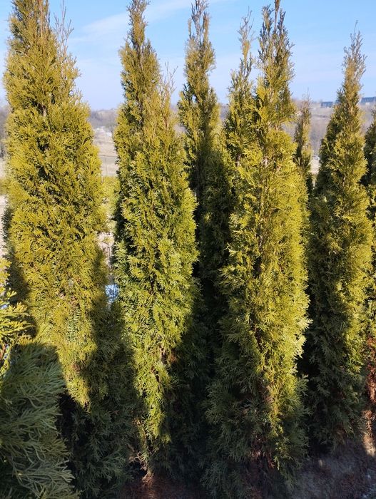 Thuja Szmaragd gęsty 140-150cm Zielonki