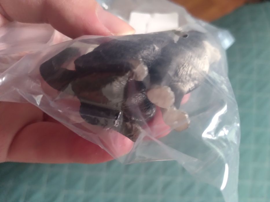 Gato Preto e Branco Sentado