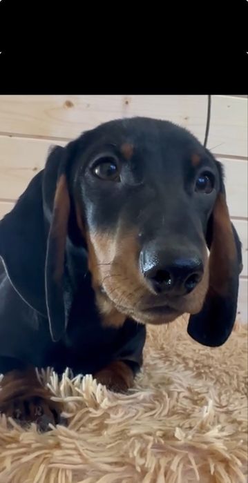 Гладкошерстна чорно-підпала такса / гладкошерстная такса