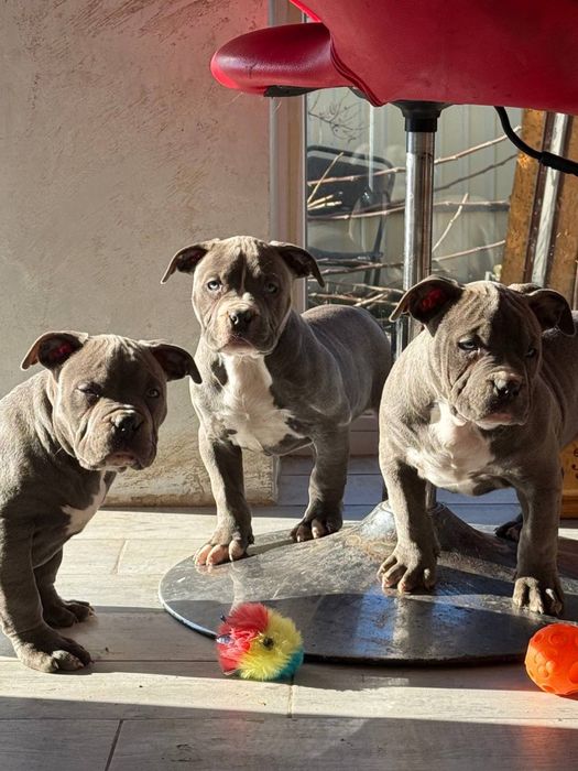 Американський буллі стандарт