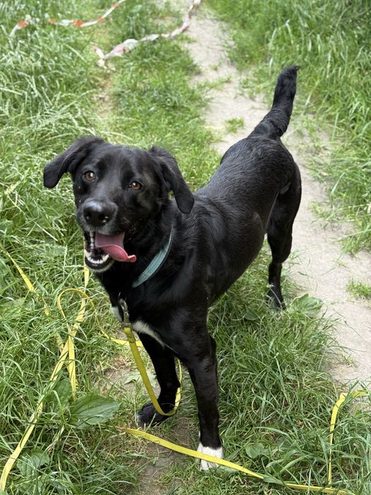 Mini labrador pełen energii pies w schronisku dla zwierząt(młody pies)