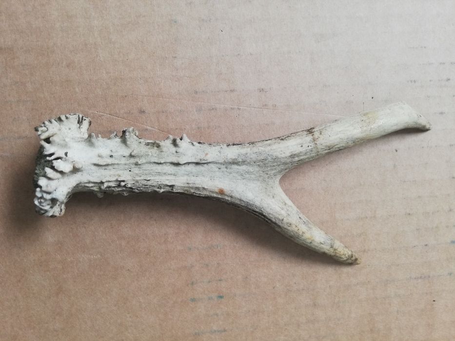 Róg czegoś! Zapraszam!